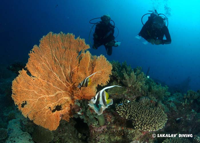 guided dives in  Madagascar